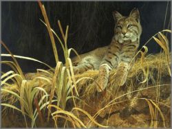 Robert Bateman - Riverbank Retreat - Bobcat