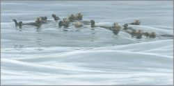 Robert Bateman - Raft of Otters