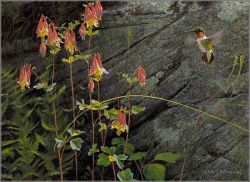 Robert Bateman - Ruby-Throat and Columbine