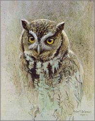 Robert Bateman - Screech Owl Study