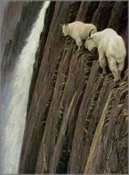 Robert Bateman - Sheer Drop - Mountain Goats