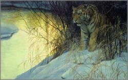 Robert Bateman - Siberian Tiger