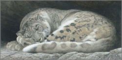 Robert Bateman - Sleeping - Snow Leopard