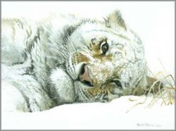 Robert Bateman - Snowy Nap