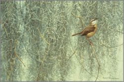 Robert Bateman - Song of the South - Carolina Wren