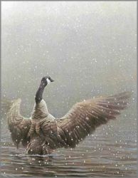 Robert Bateman - Stretching - Canada Goose