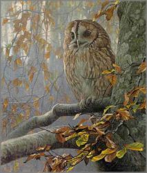 Robert Bateman - Tawny Owl in Beech