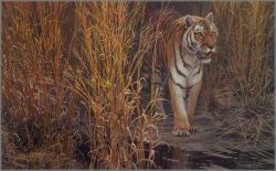 Robert Bateman - Tiger at Dawn