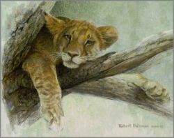 Robert Bateman - Up a Tree - Lion Cub