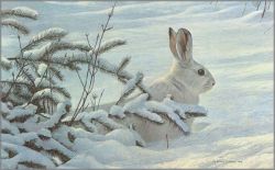 Robert Bateman - Winter - Snowshoe Hare