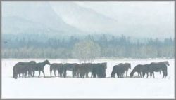 Robert Bateman - Winter Gathering - Horse Herd