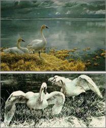 Robert Bateman - Wide Horizon - Tunda Swans - Premier Edition