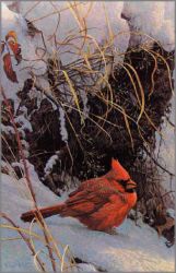 Robert Bateman - Winter Cardinal