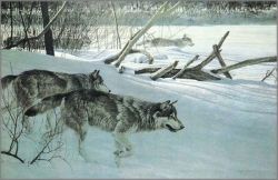 Robert Bateman - Wolf Pack in Moonlight