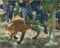 Carl Brenders - Between the Vines - Red Fox