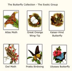 Carl Brenders - Butterflies - Exotic Group #1