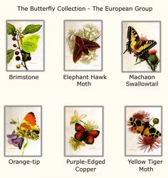 Carl Brenders - Butterflies - European Group #2