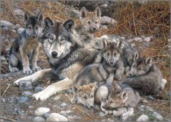 Carl Brenders - Den Mother - Wolf Family