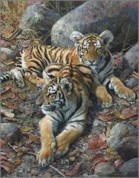 Carl Brenders - Endangered Ambassadors - Tiger Cubs