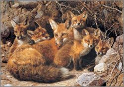 Carl Brenders - Full House - Fox Family