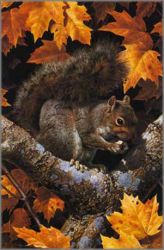Carl Brenders - Golden Season - Gray Squirrel