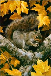 Carl Brenders - Golden Season - Gray Squirrel