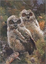 Carl Brenders - Hidden in the Pines - Immature Great-Horned Owls