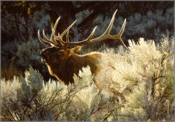 Carl Brenders - Indian Summer - Bugling Elk