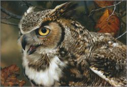 Carl Brenders - In Focus - Great Horned Owl