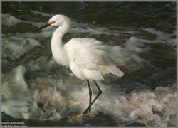 Carl Brenders - Island Shores - Snowy Egret