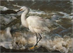 Carl Brenders - Island Shores - Snowy Egret