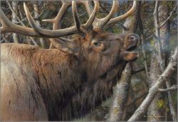 Carl Brenders - Mating Call - Bull Elk