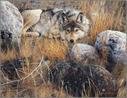 Carl Brenders - One to One - Gray Wolf