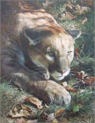 Carl Brenders - Stalking - Cougar