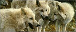 Carl Brenders - Tundra Summit - Arctic Wolves