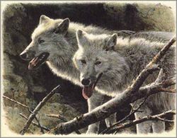 Carl Brenders - White Wolves - from the North American portfolio