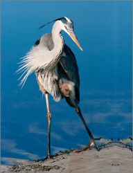 Alan Brown - Great Blue Heron