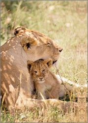 Alan Brown - Lioness with Cub