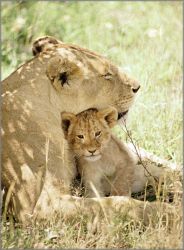 Alan Brown - Lioness with Cub