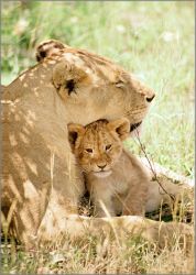 Alan Brown - Lioness with Cub - mini