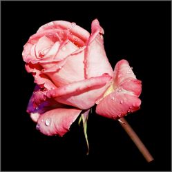 Alan Brown - Red Rose - Noir - mini