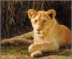 Alan Brown - Young Lady Lioness at Ngoro Ngoro Crater