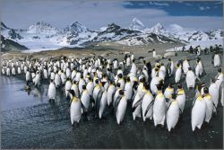 Anthony Cook - King Penguins - Antarctic Abstract