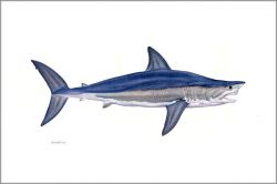 Flick Ford - Alpha Shortfin Mako