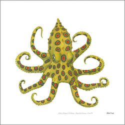 Flick Ford - Blue Ringed Octopus