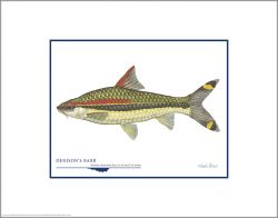 Coho Salmon Open Edition Print by Flick Ford, Western Native