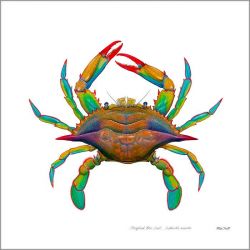 Flick Ford - Maryland Blue Crab