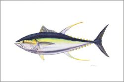 Flick Ford - Trophy Yellowfin Tuna