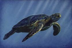 Dave Grant - Sea Turtle