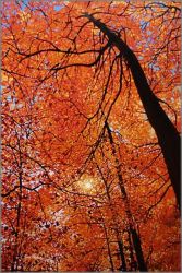 Tim Packer - Canopy of Gold